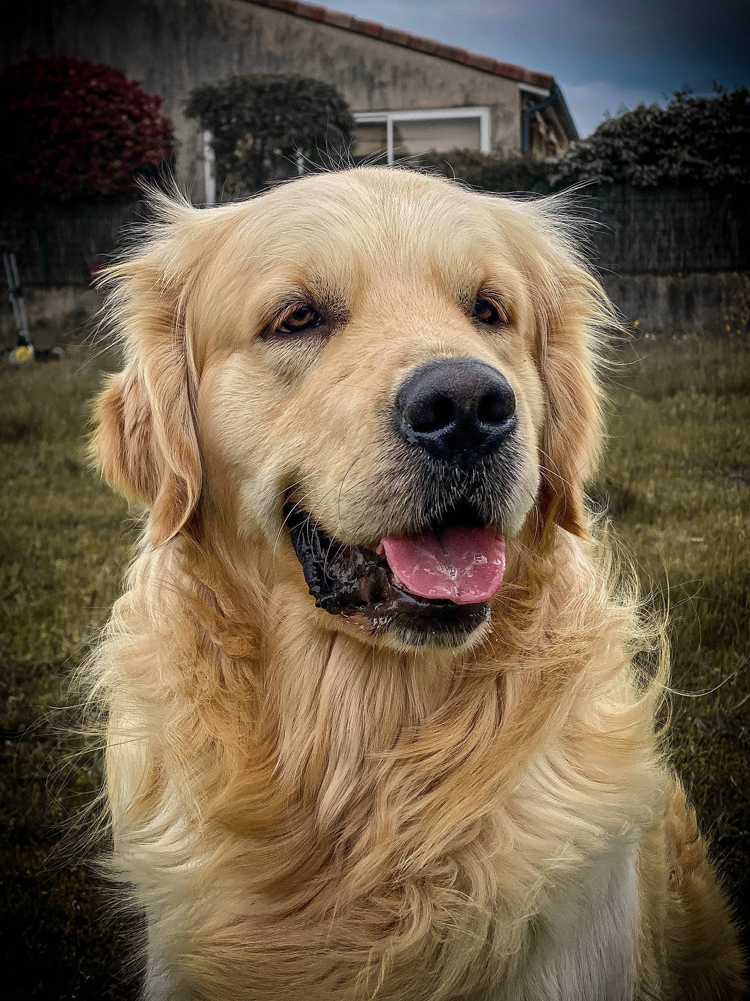 Nolo participe au concours pour gagner de l'argent avec cette photo : canidae, carnivore, cloud, companion_dog, dog, dog_breed, fang, fawn, fur, golden_retriever, grass, gun_dog, happy, natural_material, sky, snout, sporting_group, whiskers, working_animal, working_dog