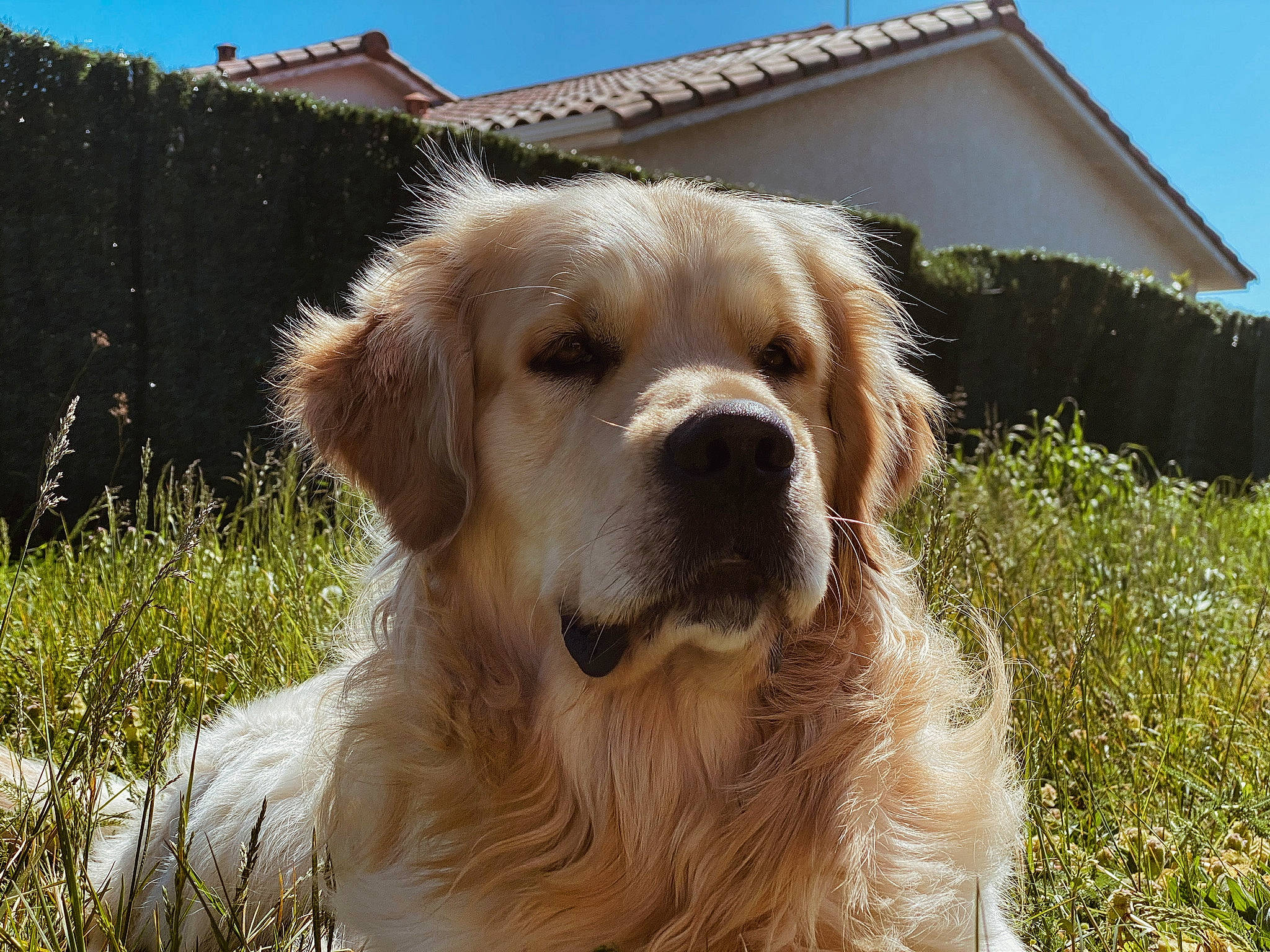 Nolo participe au concours pour gagner de l'argent avec cette photo : building, canidae, carnivore, companion_dog, dog, dog_breed, fawn, fur, grass, gun_dog, livestock_guardian_dog, plant, retriever, sky, snout, sporting_group, terrestrial_animal, tree, whiskers, working_dog