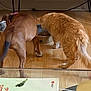 animal, book, brown_dog, cabinet, cable, cat, dog, domestic, eating, electronics, floor, food_bowls, furniture, glass_table, home, indoor, orange_cat, pet, side_view, wooden_floor