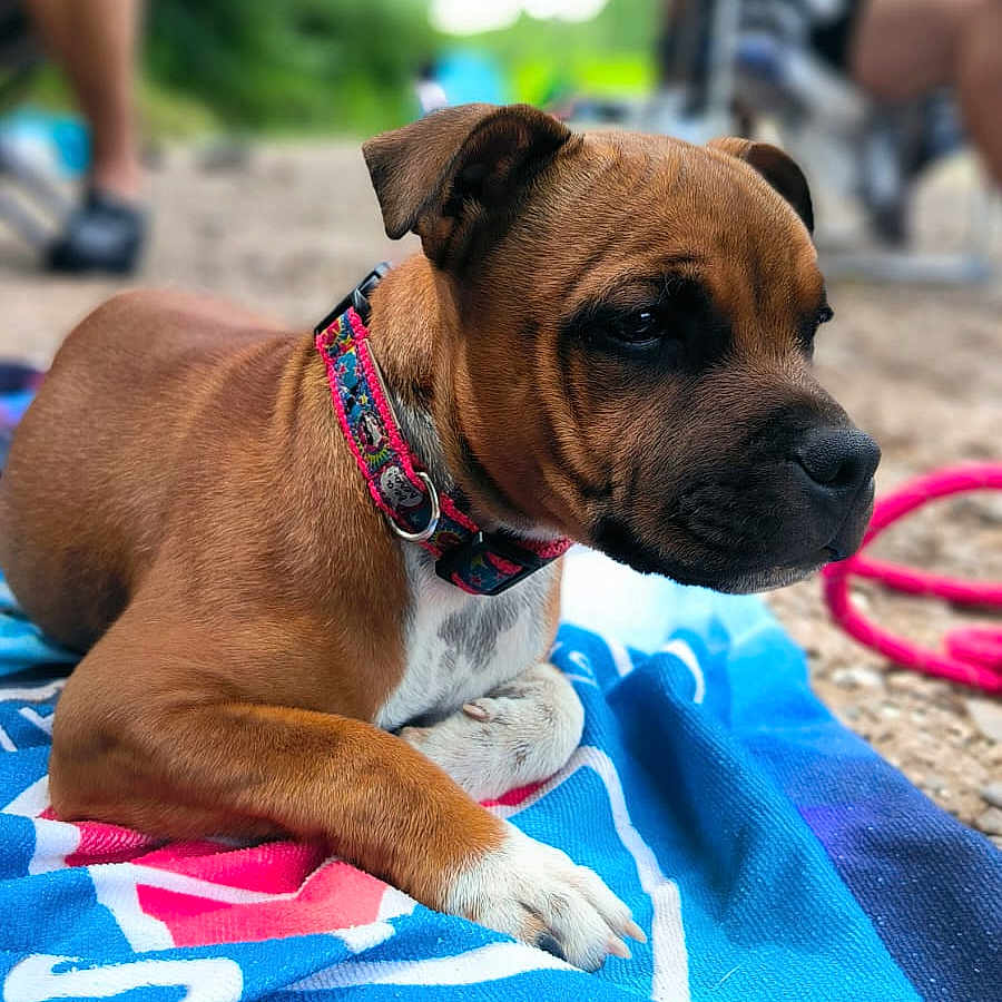 Aken a rejoint le concours — aidez-le/la à gagner de superbes lots ! animal, blurred_background, brown, canine, close_up, collar, dog, grass, leash, nature, outdoor, people, pet, portrait, puppy, relaxing, resting, sand, summer, towel