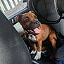 Aken participe au concours pour gagner de l'argent avec cette photo : animal, brown_dog, canine, car_interior, collar, cute, dog, happy, indoor, panting, pet, puppy, seat, seatbelt, side_view, tongue_out, vehicle, white_paws, window, young_dog