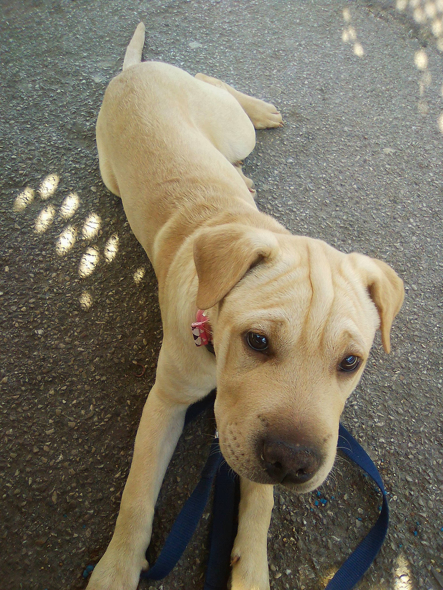 Kovoo Et Kiara participe au concours pour gagner de l'argent avec cette photo : american_pit_bull_terrier, beagador, canidae, carnivore, catahoula_bulldog, dog, dog_breed, dogo_argentino, fawn, labrador_retriever, mammal, non_sporting_group, nose, pit_bull, puppy, rare_breed_dog, snout, sporting_group, tail, vertebrate