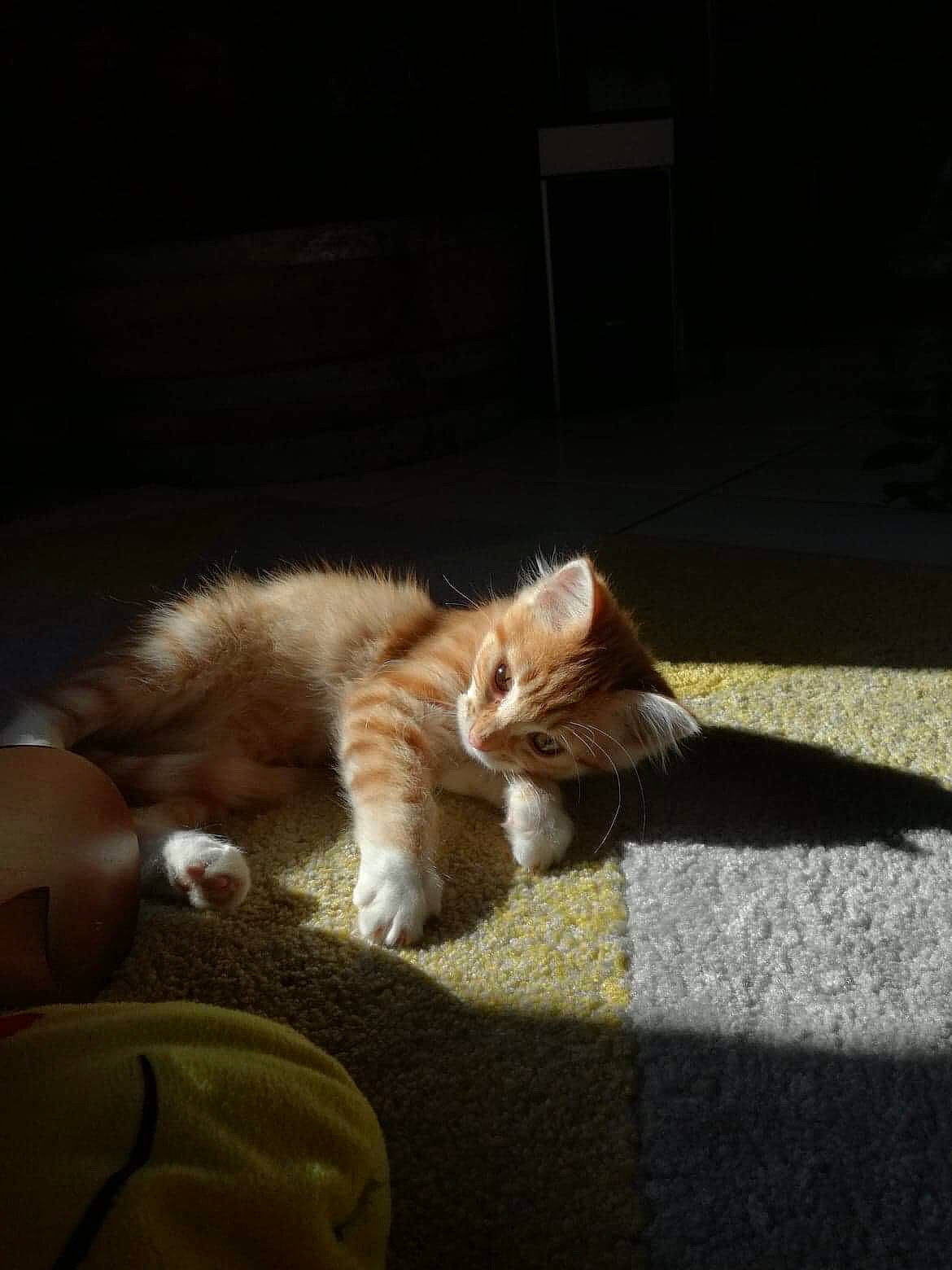 Flocky a rejoint le concours — aidez-le/la à gagner de superbes lots ! carnivore, cat, claw, darkness, ear, european_shorthair, eye, fawn, felidae, floor, fur, kitten, light, norwegian_forest_cat, paw, small_to_medium_sized_cats, snapshot, tabby_cat, tail, whiskers