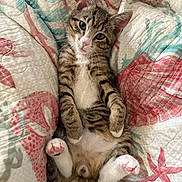 Prince is registered to the contest to win money with this photo: kitten, cat, tabby, pet, paw_pads, bed, quilt, blanket, cute, portrait, indoor, feline, whiskers, ears, paws, fur, relaxed, lying_on_back, pink_nose, striped