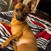 Mickey joined the competition — help win amazing prizes! alert, animal, bed, bedroom, bedspread, brown_fur, cute, dog, home_decor, indoors, large_ears, looking_at_camera, pet, pointed_ears, portrait, puppy, sitting, small_dog, tilted_head, warm_lighting