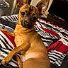 alert, animal, bed, bedroom, bedspread, brown_fur, cute, dog, home_decor, indoors, large_ears, looking_at_camera, pet, pointed_ears, portrait, puppy, sitting, small_dog, tilted_head, warm_lighting