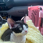 Mona is registered to the contest to win money with this photo: cat, black_and_white, curious, large_ears, yellow_blanket, knitted_blanket, pet_carrier, pink_carrier, car_interior, dashboard, seat, domestic_animal, feline, pet, close_up, indoor, comfort, resting, soft_texture, animal_portrait