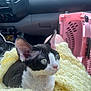 cat, black_and_white, curious, large_ears, yellow_blanket, knitted_blanket, pet_carrier, pink_carrier, car_interior, dashboard, seat, domestic_animal, feline, pet, close_up, indoor, comfort, resting, soft_texture, animal_portrait