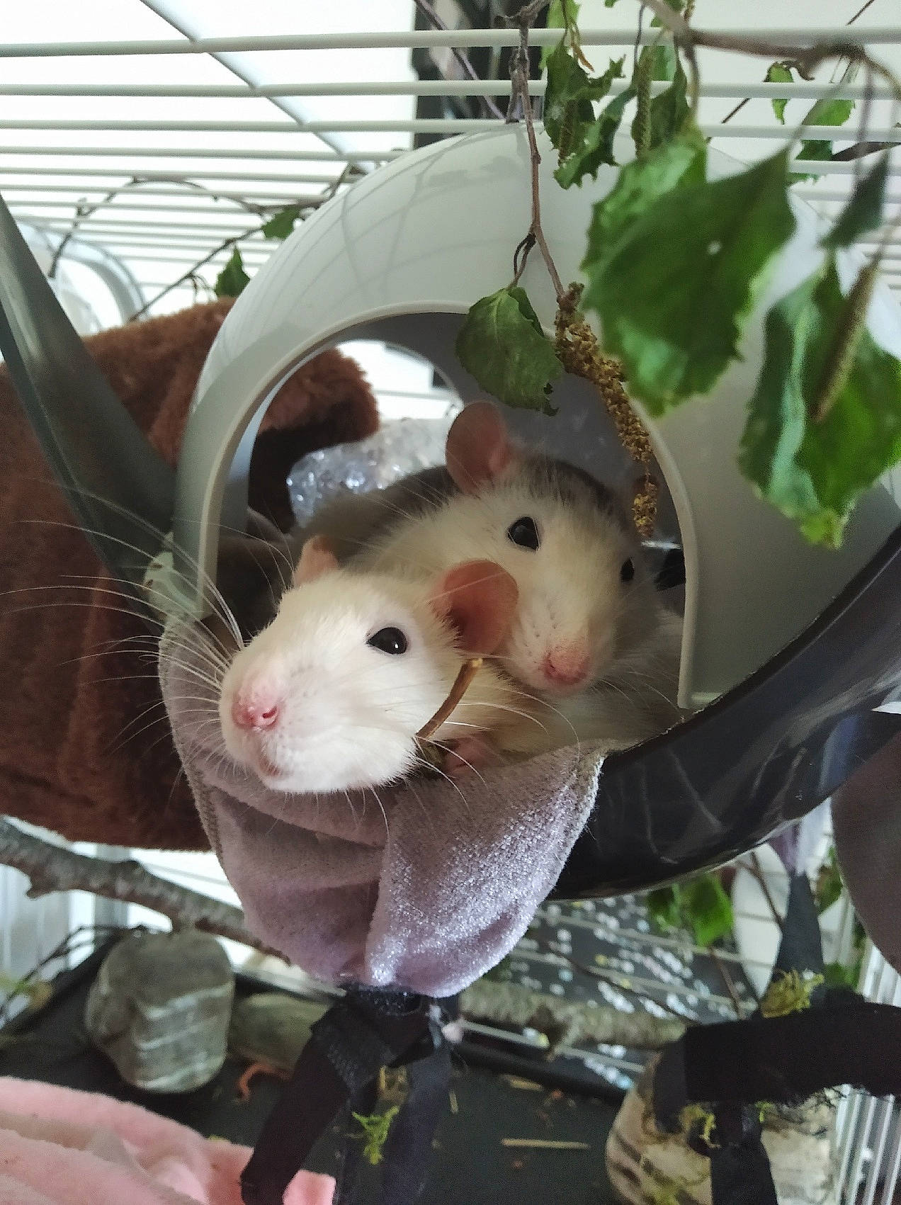 Miskine Et Atchoum a rejoint le concours — aidez-le/la à gagner de superbes lots ! chinchilla, fawn, fur, gerbil, hamster, marsupial, mouse, muridae, muroidea, pest, plant, rat, rodent, snout, whiskers