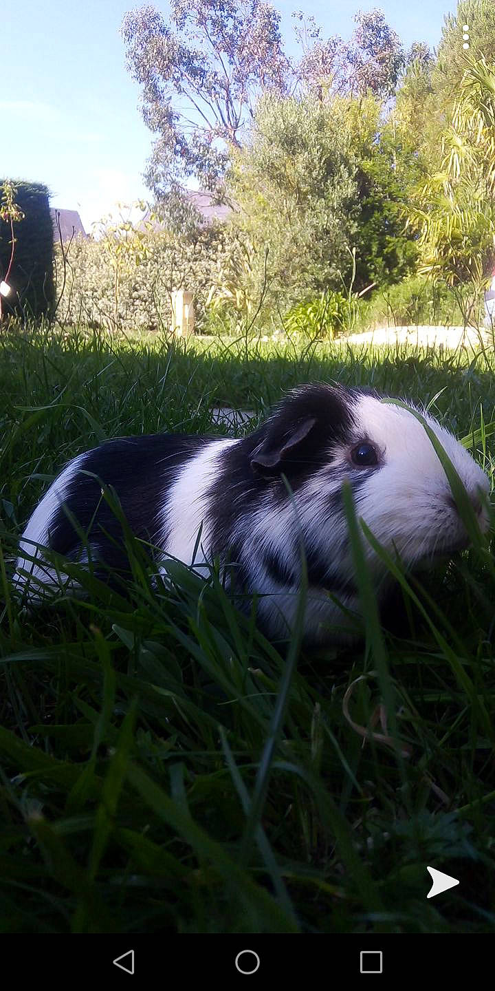 Squick participe au concours pour gagner de l'argent avec cette photo : canidae, carnivore, dog_breed, grass, grass_family, japanese_chin, snout, sporting_group