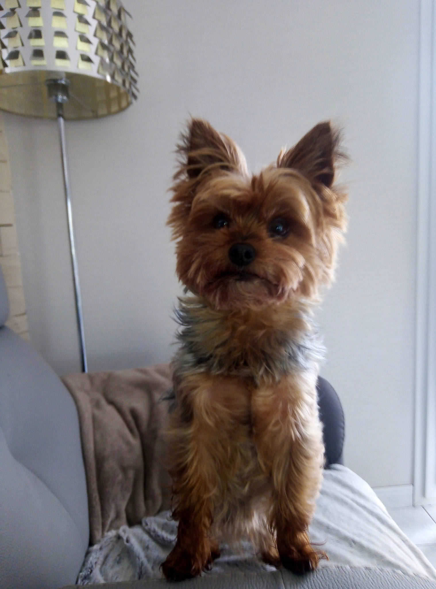 Choupette a rejoint le concours — aidez-le/la à gagner de superbes lots ! australian_silky_terrier, australian_terrier, biewer_terrier, cairn_terrier, canidae, carnivore, companion_dog, dog, dog_breed, mammal, morkie, norwich_terrier, puppy, rare_breed_dog, small_terrier, snout, terrier, toy_dog, vertebrate, yorkshire_terrier