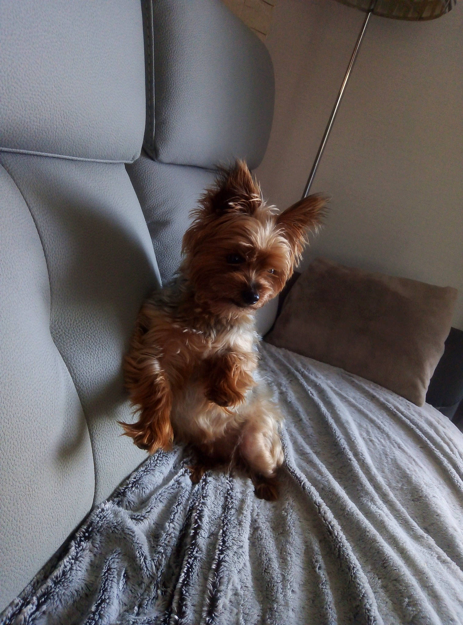 Choupette participe au concours pour gagner de l'argent avec cette photo : australian_silky_terrier, australian_terrier, biewer_terrier, cairn_terrier, canidae, carnivore, companion_dog, dog, dog_breed, fawn, liver, mammal, morkie, puppy, small_terrier, terrier, toy_dog, yorkshire_terrier