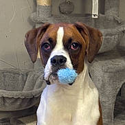 Chester is registered to the contest to win money with this photo: boxer, brown_and_white, cat_tree, close_up, curious_expression, dog, eyes, floppy_ears, fur, furniture, home_interior, indoor, looking_at_camera, muzzle, nose, pet, pom_pom, portrait, sitting, toy