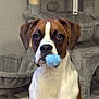 boxer, brown_and_white, cat_tree, close_up, curious_expression, dog, eyes, floppy_ears, fur, furniture, home_interior, indoor, looking_at_camera, muzzle, nose, pet, pom_pom, portrait, sitting, toy