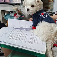 Roxy participe au concours pour gagner de l'argent avec cette photo : bichon, canidae, carnivore, companion_dog, dog, dog_breed, dog_clothes, dog_supply, event, eyewear, fur, non_sporting_group, pet_supply, small_terrier, snout, sporting_group, terrier, toy_dog, white, working_animal