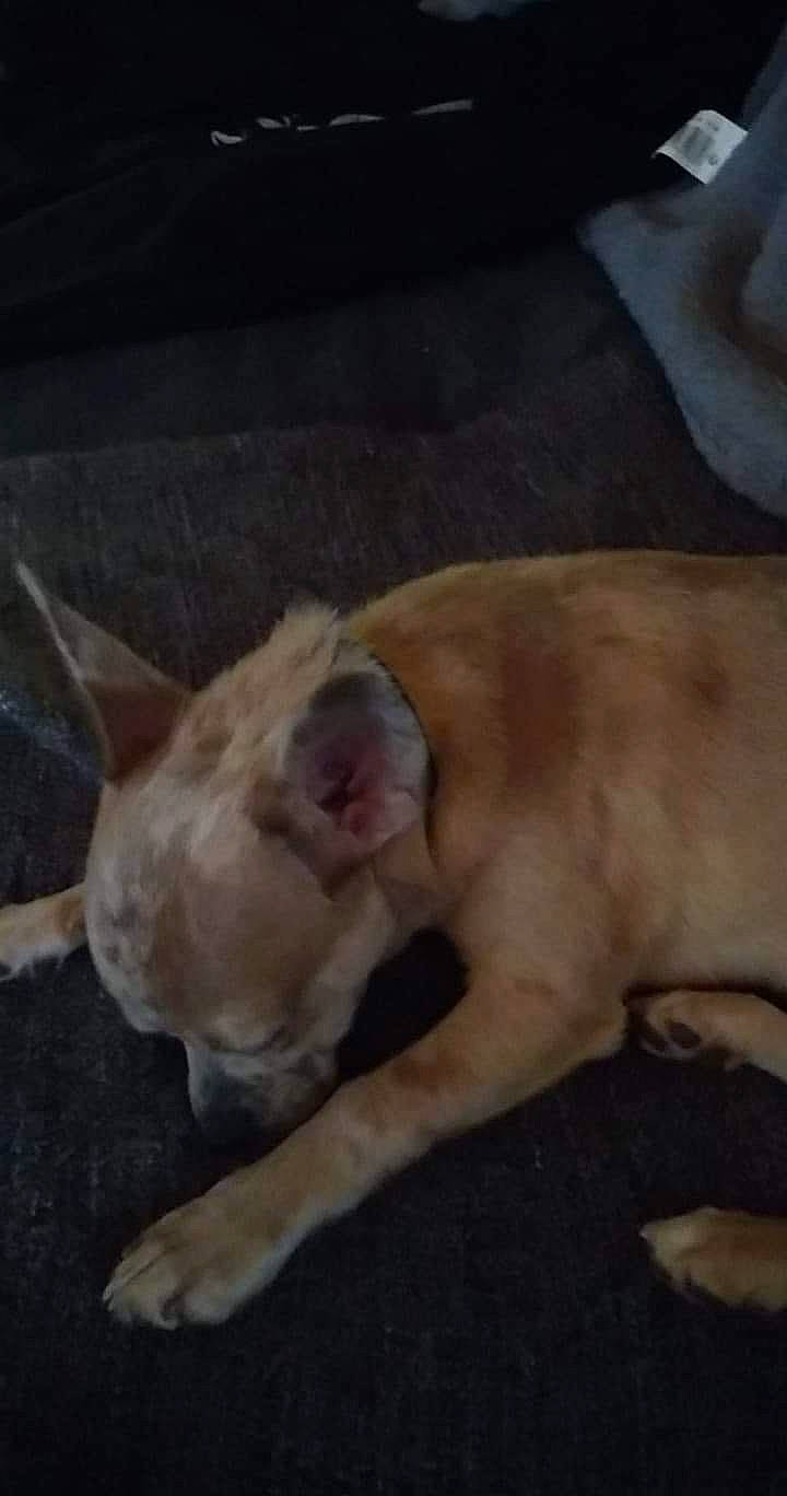 Ryley a rejoint le concours — aidez-le/la à gagner de superbes lots ! american_pit_bull_terrier, canidae, carnivore, dog, dog_breed, ear, fawn, french_bulldog, mammal, non_sporting_group, pit_bull, puppy, snout, vertebrate, whiskers