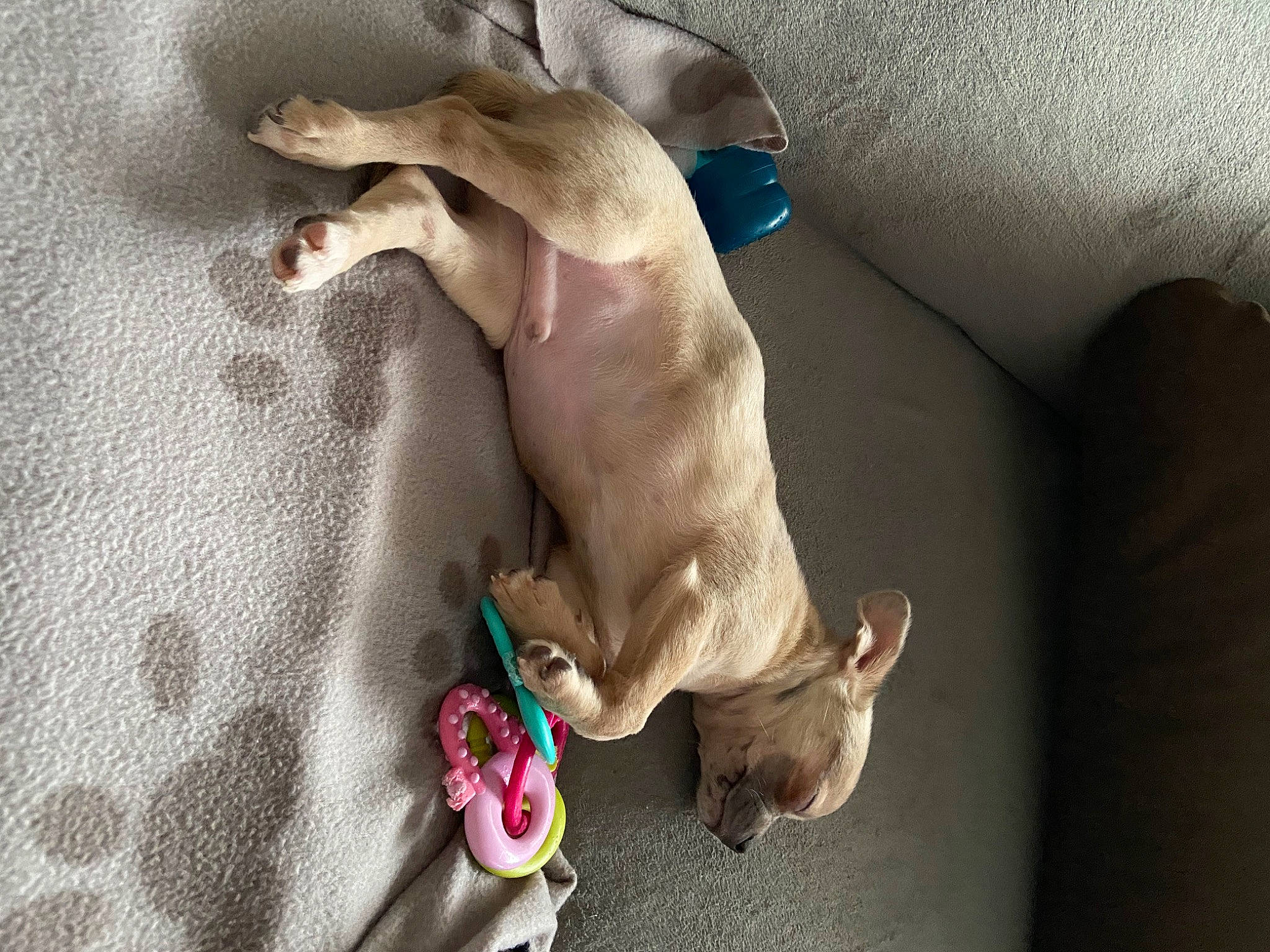 Ryley a rejoint le concours — aidez-le/la à gagner de superbes lots ! canidae, carnivore, dog, dog_breed, fawn, feist, italian_greyhound, non_sporting_group, pointing_breed, puppy, sporting_group, weimaraner