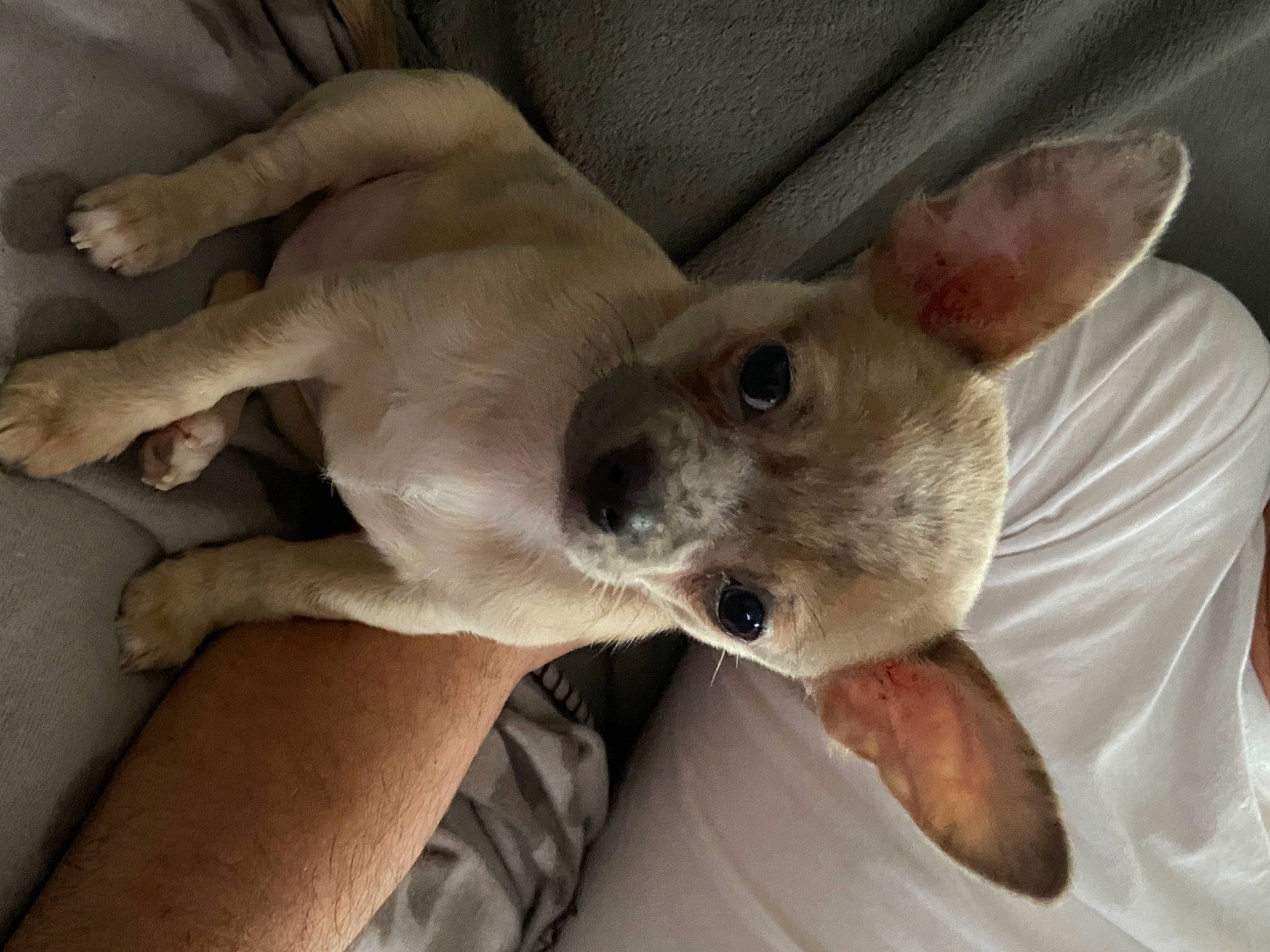 Ryley participe au concours pour gagner de l'argent avec cette photo : american_hairless_terrier, canidae, carnivore, chihuahua, dog, dog_breed, ear, fawn, feist, mammal, non_sporting_group, snout, toy_dog, vertebrate