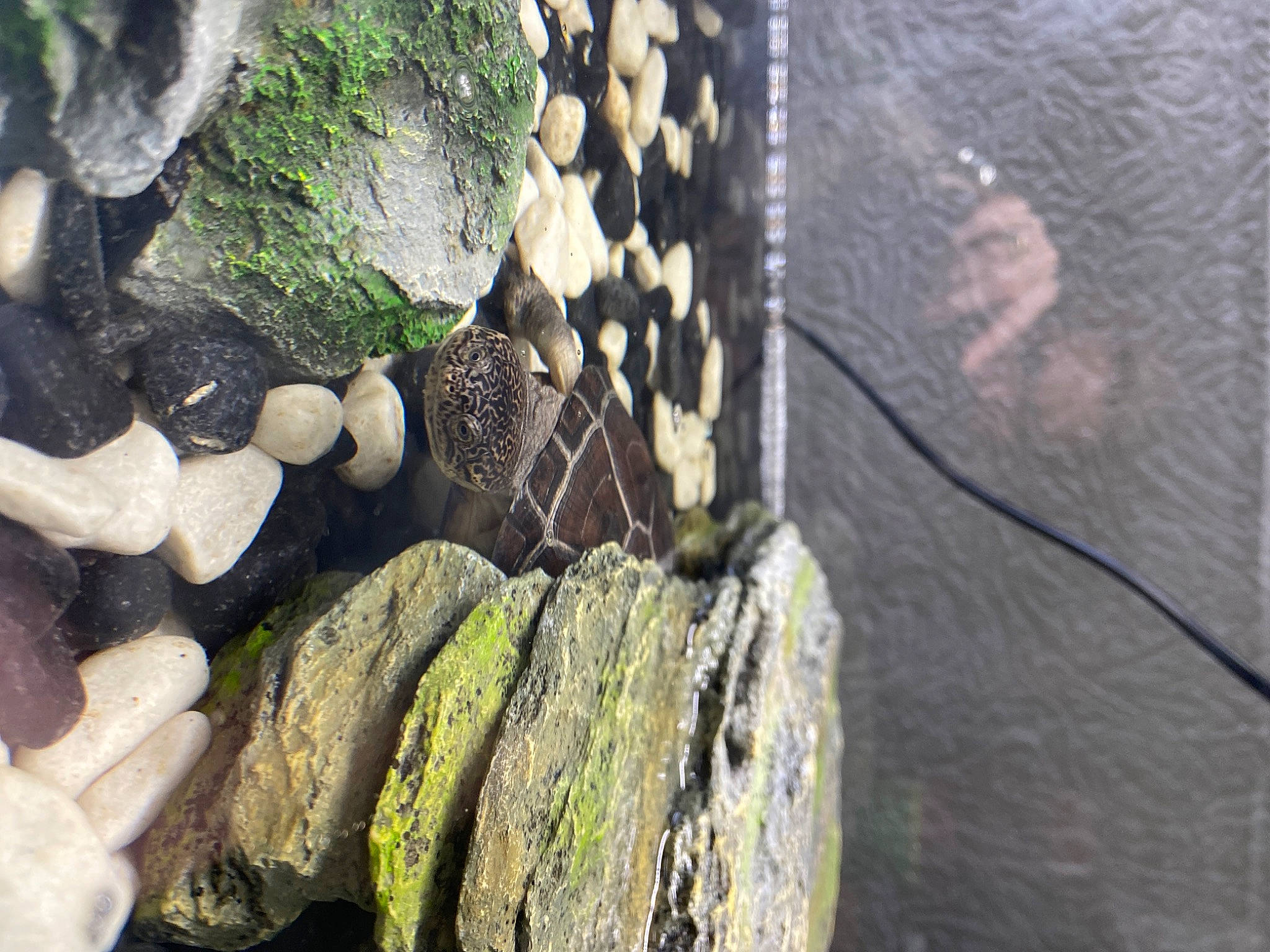 Louna a rejoint le concours — aidez-le/la à gagner de superbes lots ! organism, plant, reptile, rock, scaled_reptile, zoo