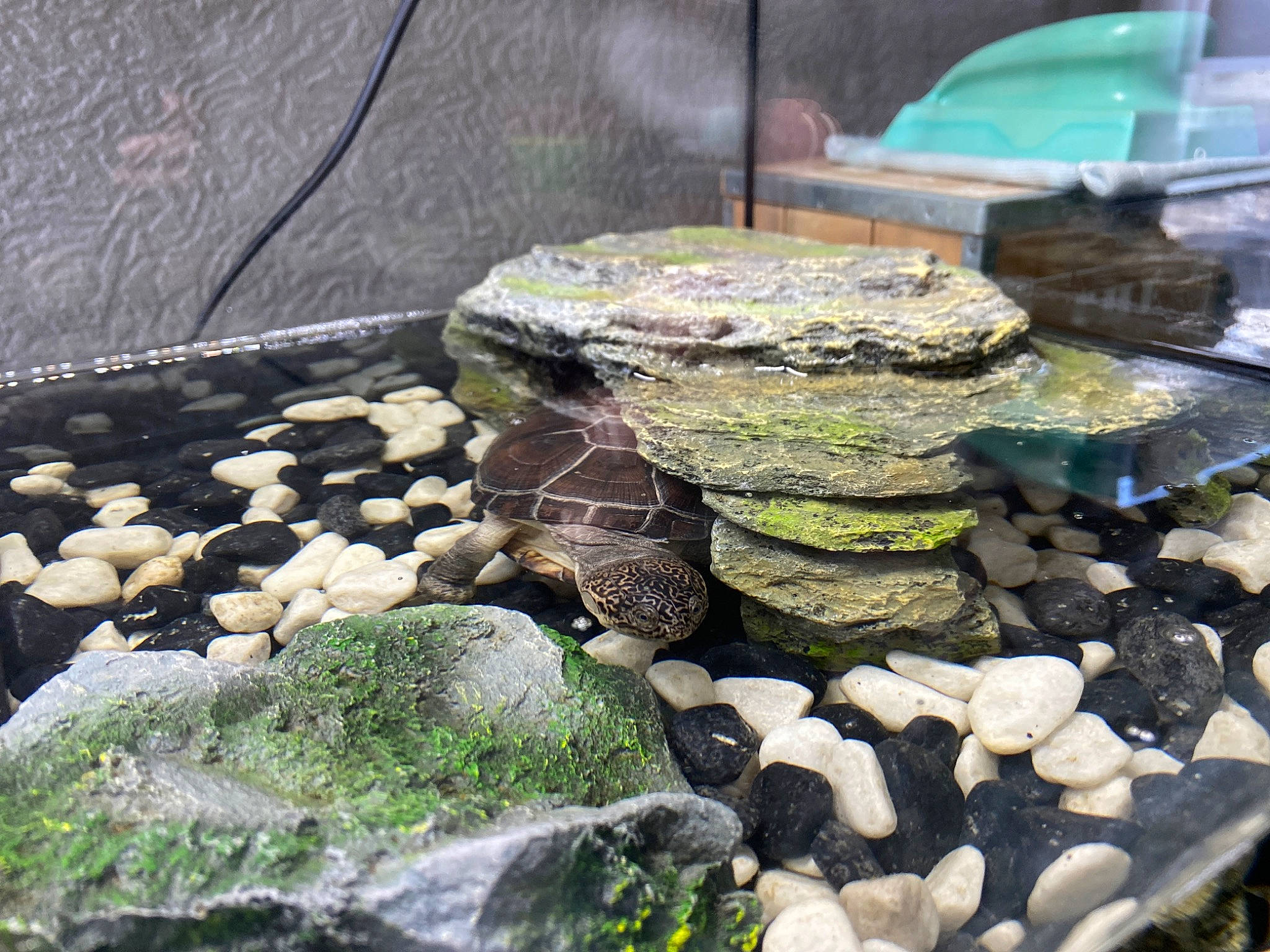 Louna participe au concours pour gagner de l'argent avec cette photo : gravel, landscape, pebble, pond, rock, water_feature