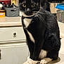 cat, tuxedo_cat, black_and_white, sitting, kitchen, counter, domestic, pet, whiskers, curious, indoor, feline, collar, closeup, portrait, animal, household, furniture, eyes, paws