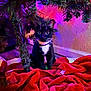 cat, tuxedo_cat, christmas_tree, holiday_lights, red_fabric, indoor, pet, festive, colorful_lighting, whiskers, floor, wall, collar, tree_branches, decorations, cute, animal, domestic_cat, sitting, curious