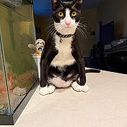 Onyx joined the competition — help win amazing prizes! aquarium, background, bell, cat, collar, countertop, curious, fish_tank, home_interior, indoor, lamp, paws, pet, portrait, sitting, stuffed_animal, toy, tuxedo_cat, whiskers, yellow_eyes