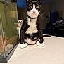 aquarium, background, bell, cat, collar, countertop, curious, fish_tank, home_interior, indoor, lamp, paws, pet, portrait, sitting, stuffed_animal, toy, tuxedo_cat, whiskers, yellow_eyes