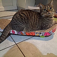 Choupy a rejoint le concours — aidez-le/la à gagner de superbes lots ! animal, cat, curious, domestic, feline, floor, food_bowl, fur, home, indoor, kitchen, looking, paws, pet, resting, scratcher, tabby, tail, tile, whiskers