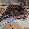 animal, cat, curious, domestic, feline, floor, food_bowl, fur, home, indoor, kitchen, looking, paws, pet, resting, scratcher, tabby, tail, tile, whiskers