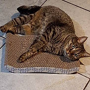 Choupy participe au concours pour gagner de l'argent avec cette photo : animal, cat, curious, cute, domestic_animal, ears, eyes, floor_tile, fur, indoor, laying_down, mammal, paws, pet, relaxed, resting, scratch_pad, striped, tabby_cat, whiskers