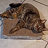 animal, cat, curious, cute, domestic_animal, ears, eyes, floor_tile, fur, indoor, laying_down, mammal, paws, pet, relaxed, resting, scratch_pad, striped, tabby_cat, whiskers