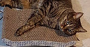 Choupy a rejoint le concours — aidez-le/la à gagner de superbes lots ! alert, animal, cat, cute, domestic, ears, feline, floor, indoor, laying, mammal, paws, pet, relaxed, resting, scratching_pad, striped, tabby, tile, whiskers