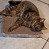 alert, animal, cat, cute, domestic, ears, feline, floor, indoor, laying, mammal, paws, pet, relaxed, resting, scratching_pad, striped, tabby, tile, whiskers