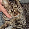 affection, animal, cat, close_up, comfort, cozy, cute, domestic_animal, ears, feline, fur, hand, human, indoor, pet, portrait, resting, tabby, whiskers, yellow_eyes