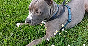 Gucci participe au concours pour gagner de l'argent avec cette photo : animal, canine, closeup, cute, daisies, dog, ears, field, flora, grass, greenery, harness, leash, nature, outdoor, paws, pet, playful, resting, summer