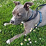 animal, canine, closeup, cute, daisies, dog, ears, field, flora, grass, greenery, harness, leash, nature, outdoor, paws, pet, playful, resting, summer