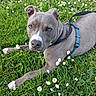 Gucci participe au concours pour gagner de l'argent avec cette photo : animal, canine, closeup, daisies, dog, eyes, field, flower, fur, grass, gray_dog, leash, nature, outdoor, paws, pet, playful, resting, snout, summer