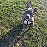 animal, canine, closeup, collar, cute, daylight, dog, ears, field, grass, greenery, nature, outdoor, pet, playful, puppy, shadow, sitting, sunlight, young