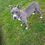 Gucci participe au concours pour gagner de l'argent avec cette photo : dog, pitbull, grass, outdoor, pet, canine, collar, standing, paws, white_markings, blue_gray_coat, muzzle, ears, portrait, looking_up, lawn, green_grass, young_dog, companion, cute