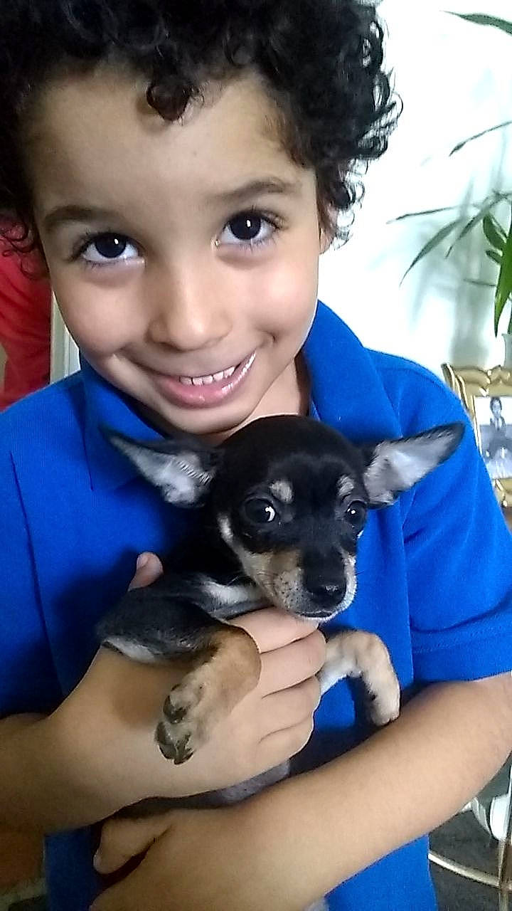 Azaiah is registered to the contest to win money with this photo: canidae, carnivore, chihuahua, child, companion_dog, dog, dog_breed, feist, mammal, person, puppy, puppy_love, rare_breed_dog, rat_terrier, ratonero_bodeguero_andaluz, skin, smile, vertebrate