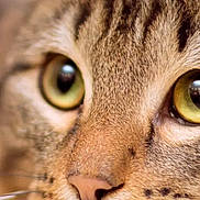 Simba participe au concours pour gagner de l'argent avec cette photo : cat, close_up, face, green_eyes, whiskers, fur, pet, animal, cute, tabby, nose, portrait, mammal, feline, focus, detail, indoor, soft_light, curious, macro