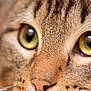 cat, close_up, face, green_eyes, whiskers, fur, pet, animal, cute, tabby, nose, portrait, mammal, feline, focus, detail, indoor, soft_light, curious, macro