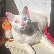 Angel a rejoint le concours — aidez-le/la à gagner de superbes lots ! animal, blue_eye, cat, closeup, cute, feline, heterochromia, indoor, orange_toy, paw, pet, plant_pot, plush_toy, relaxing, shadow, sunlight, whiskers, white_cat, window_sill, yellow_eye