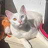 animal, blue_eye, cat, closeup, cute, feline, heterochromia, indoor, orange_toy, paw, pet, plant_pot, plush_toy, relaxing, shadow, sunlight, whiskers, white_cat, window_sill, yellow_eye