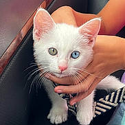 Angel a rejoint le concours — aidez-le/la à gagner de superbes lots ! kitten, cat, white_cat, heterochromia, blue_eye, green_eye, pet, animal, cute, whiskers, hand, holding, feline, young_cat, domestic_cat, closeup, indoor, black_surface, soft_light, portrait