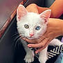 kitten, cat, white_cat, heterochromia, blue_eye, green_eye, pet, animal, cute, whiskers, hand, holding, feline, young_cat, domestic_cat, closeup, indoor, black_surface, soft_light, portrait