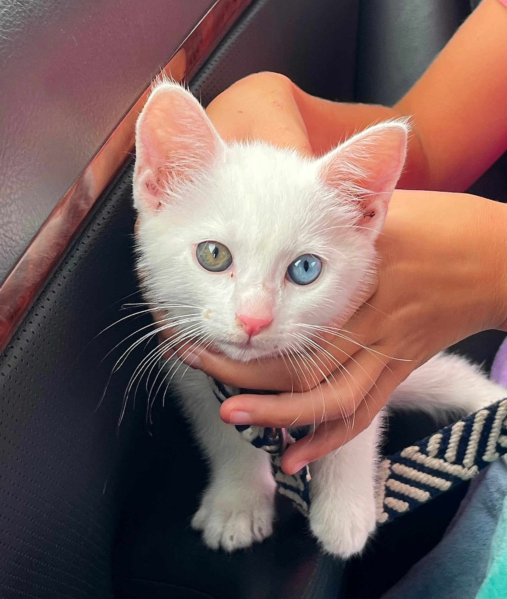 Angel a rejoint le concours — aidez-le/la à gagner de superbes lots ! kitten, cat, white_cat, heterochromia, blue_eye, green_eye, pet, animal, cute, whiskers, hand, holding, feline, young_cat, domestic_cat, closeup, indoor, black_surface, soft_light, portrait