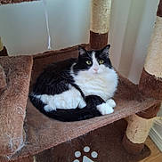 Abby is registered to the contest to win money with this photo: cat, cat_tree, black_and_white, feline, indoor, pet, scratching_post, fur, yellow_eyes, relaxed, cozy, wooden_floor, paw_print, animal, mammal, whiskers, ears, claws, resting, home