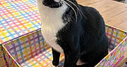 Rocketship is registered to the contest to win money with this photo: black_and_white, box, cat, checkered_pattern, close_up, colorful, curious, domestic_animal, eyes, feline, floral_pattern, furniture, household, indoor, pet, playful, sitting, tuxedo_cat, whiskers, wooden_table